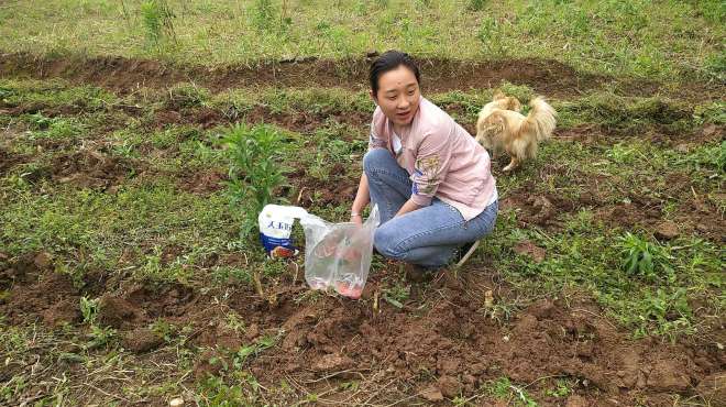 [图]农村姑娘去地里帮忙干活，还没开始就发生了意外，好尴尬