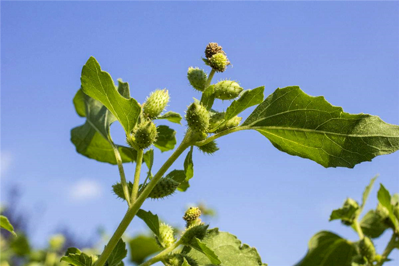 这种爱粘人衣服的"痴头婆",看到"它"都绕道走,却不知其效果