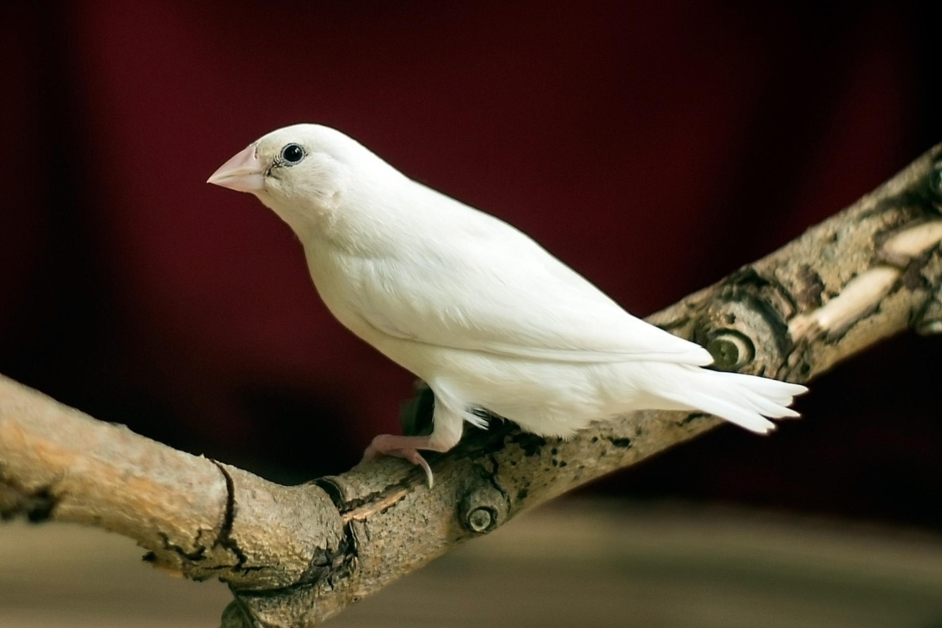 白文鸟是一种十分受欢迎的观赏鸟,其身体羽毛呈现出独特的白色,嘴和脚