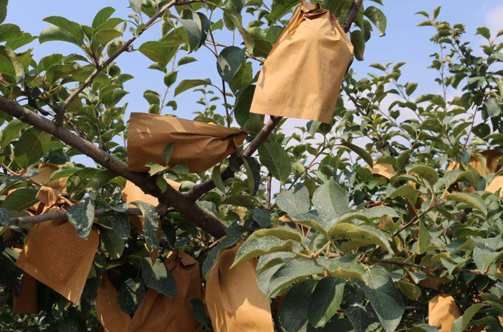 苹果套袋有哪些技术