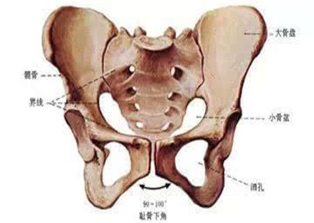 孕妇耻骨痛是哪个位置图片