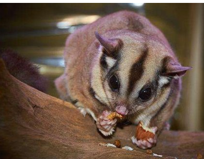 蜜袋鼯的价格普通的蜜袋鼯就要就七百块,高端品种的价格甚至可以达到