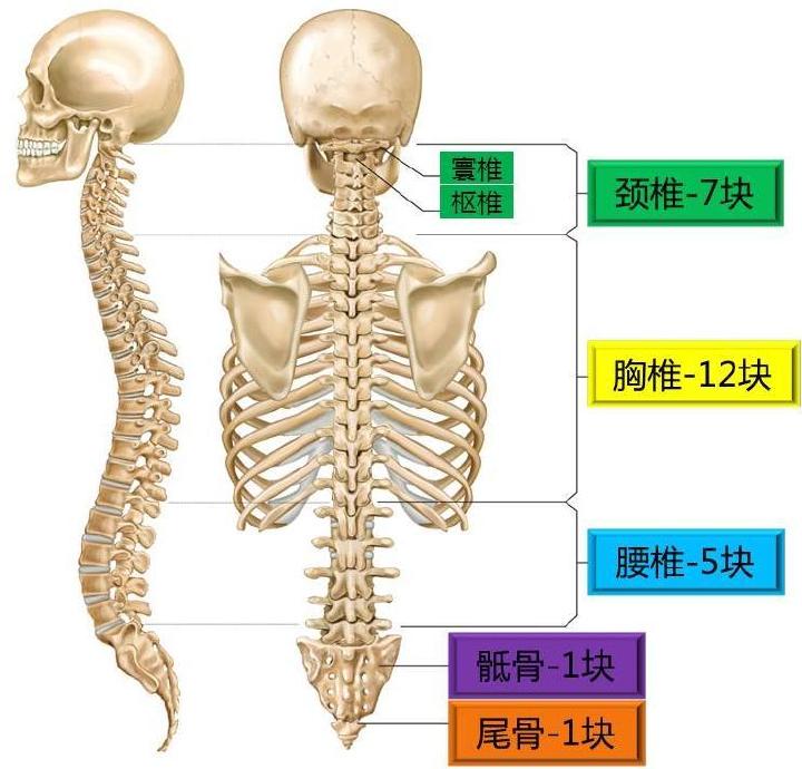 人体椎体结构图名称图片