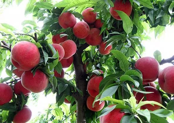 农村最泛滥的水果,吃一个就停不下来,但不少人摸了会过敏