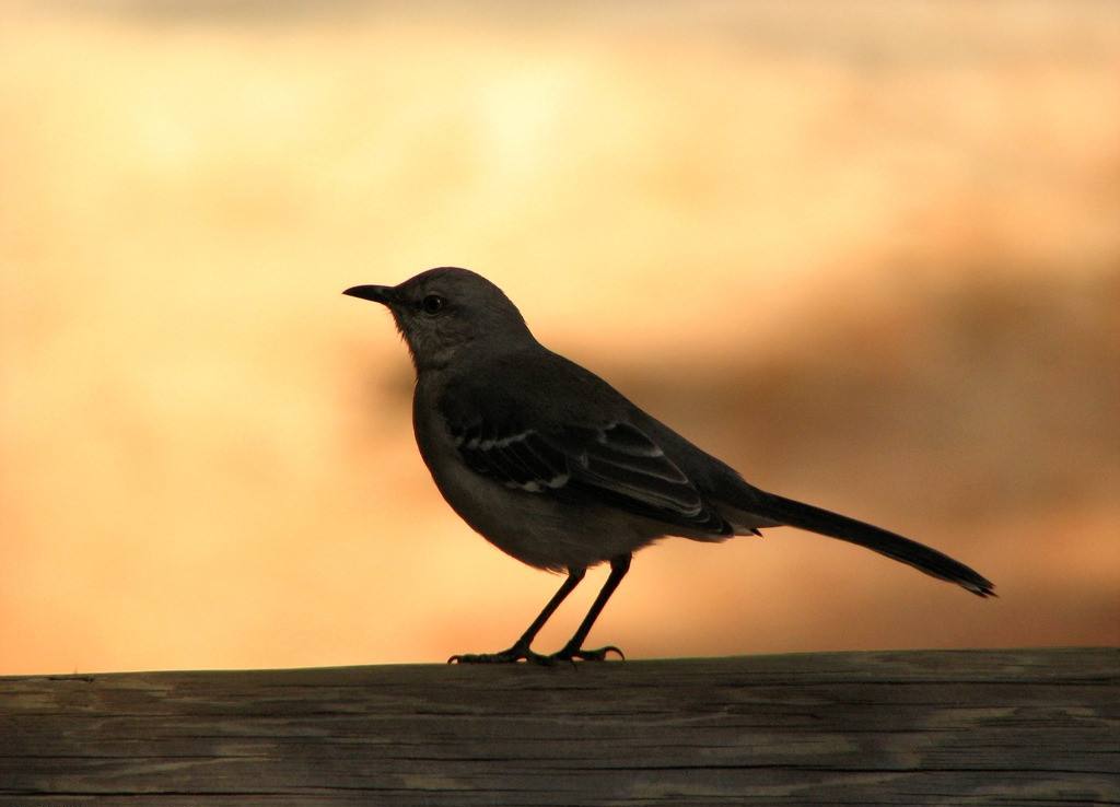 趣味测试:你觉得哪只鸟最孤单,测你心底最缺少什么!