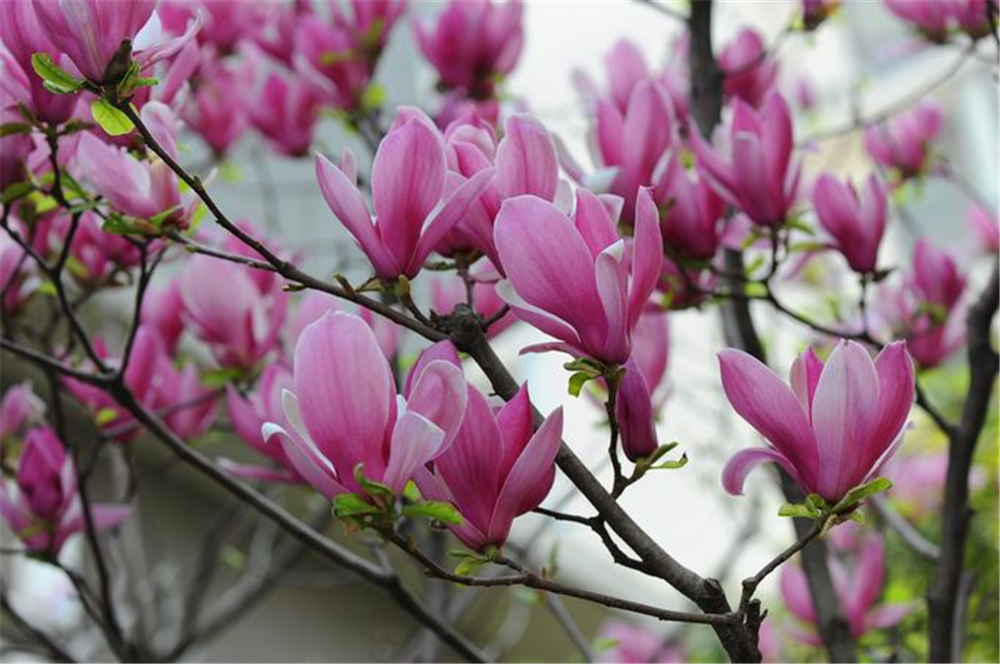 美得像"仙女"般的紫玉兰,是"鼻炎"花友的良药,摆卧室最合适