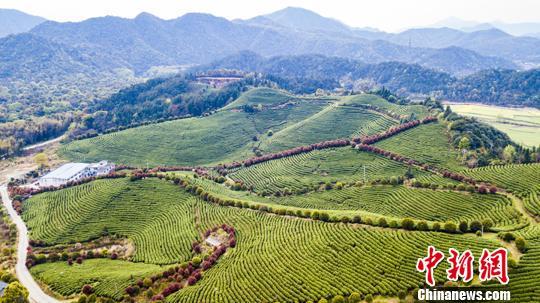 航拍江西靖安百亩茶园 茶韵飘香秀美如画