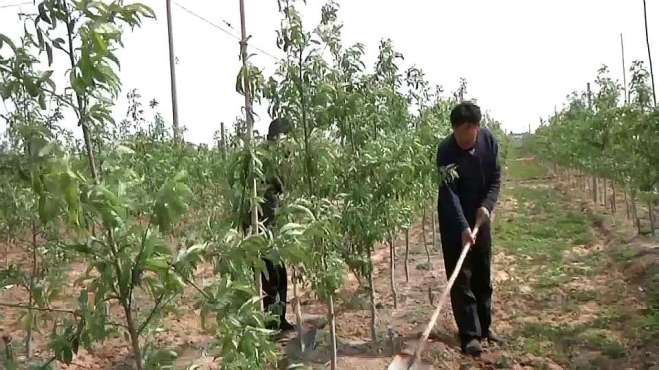 [图]武邑县：全力打好造林绿化攻坚战 促进农民增收建设生态文明！