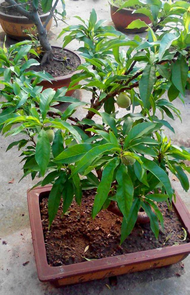 桃花盆景家养风水图片