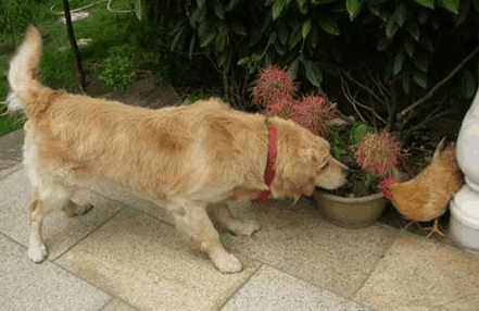 你听说过"鸡不过六载,狗不过八年"吗?你知道是什么意思吗?