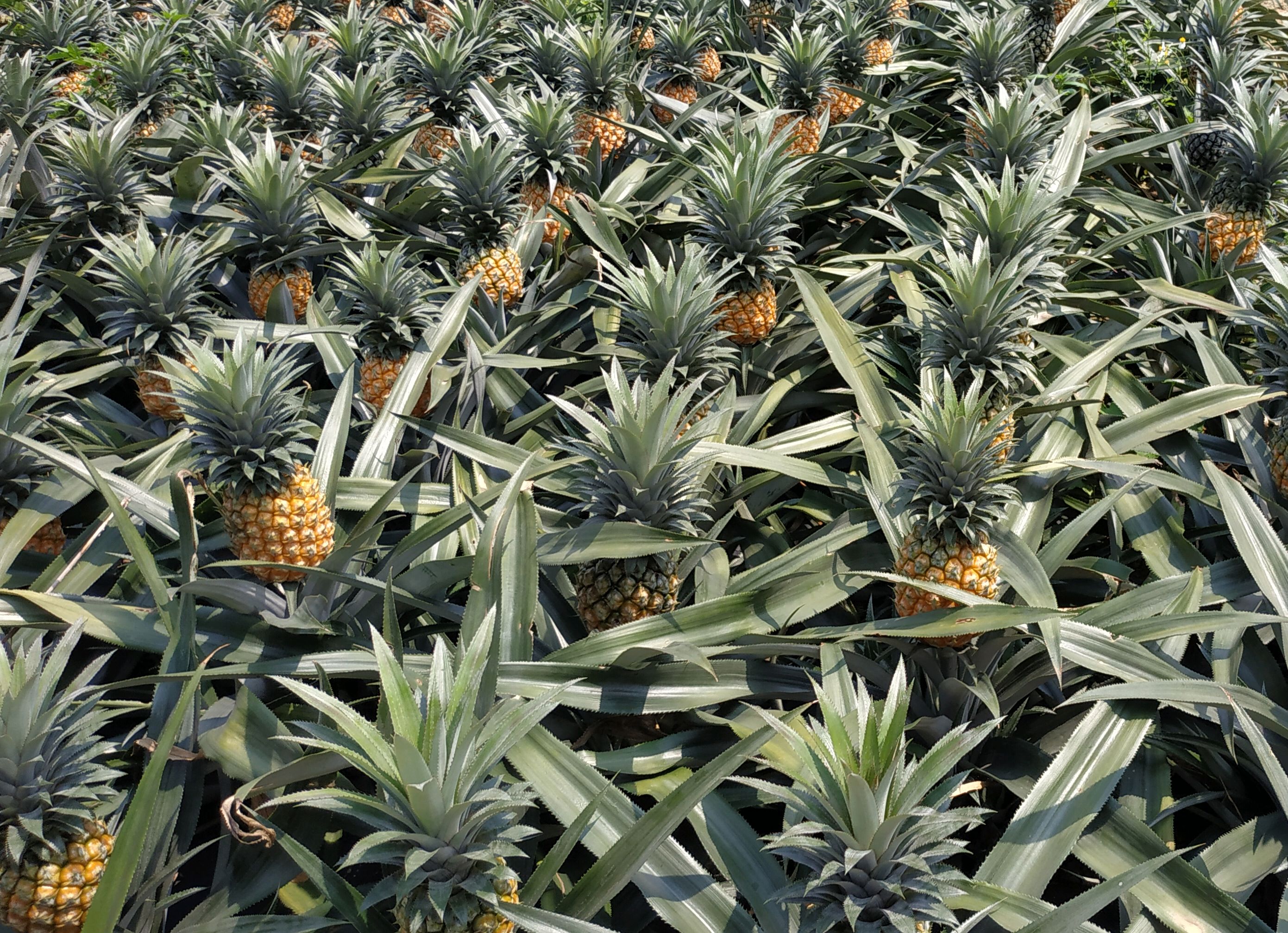 自助游中山神湾菠萝园