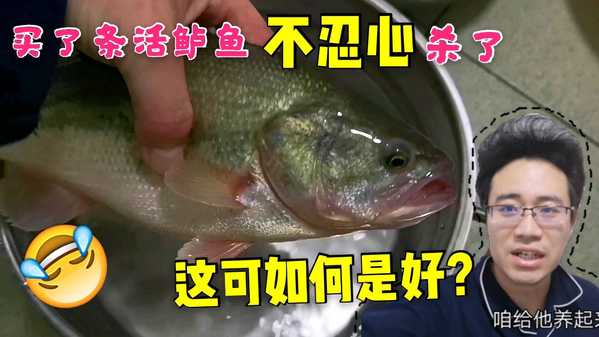 买了条活鲈鱼不忍心杀了,这可如何是好?