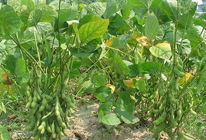 种植大豆常见的一种病害:叶片出现斑点,提前预防很关键
