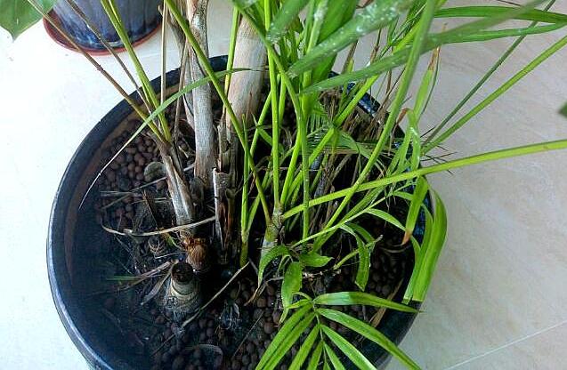 散尾葵叶子总是干尖,枯焦,5个原因要理清楚,不然难以治理改善