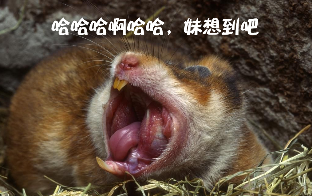 一口大黄牙的仓鼠真的没事吗?需要帮其刷牙吗