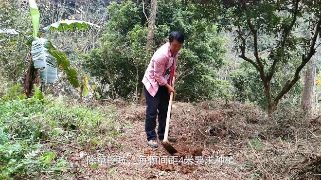 [图]今天种植青梅，有栽培经验的朋友进来分享一下