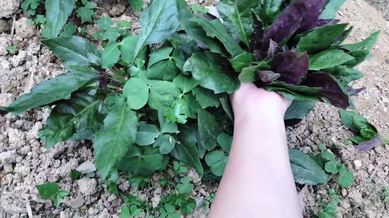 农村血皮菜:医生说吃了降血压,好处多多是真的吗?有吃过的没有