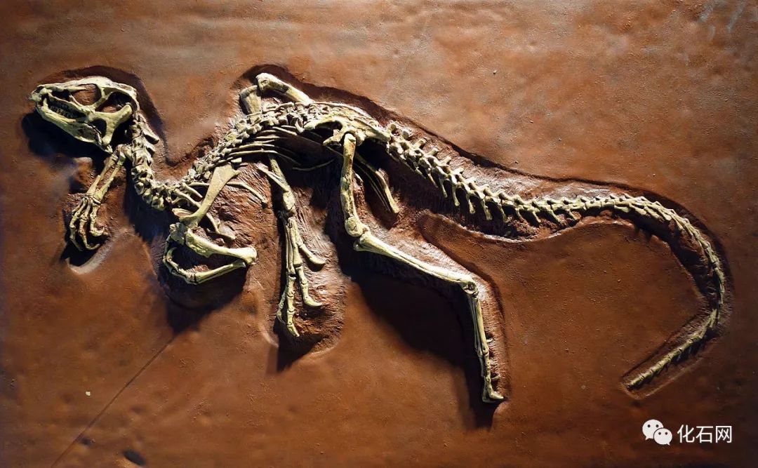 化石欣赏:异齿龙