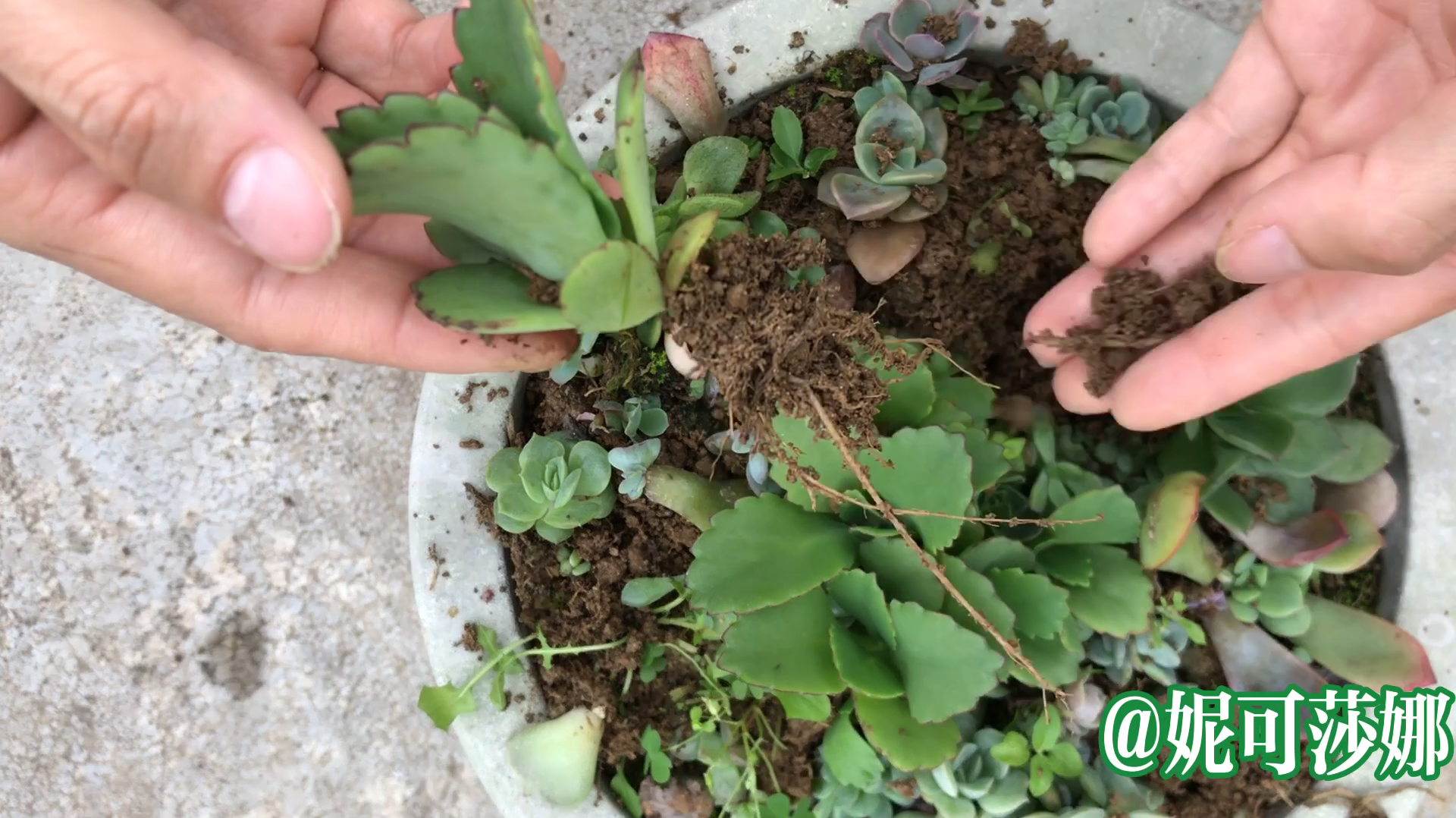 多肉花园:你以为只有摘多肉叶子很爽吗?拔多肉也一样爽