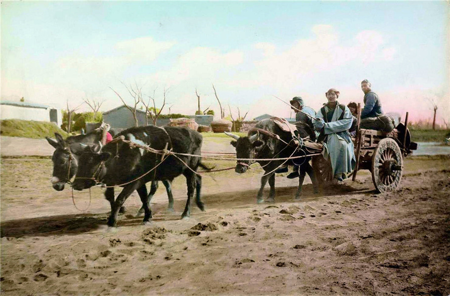 照片中三头牛拉车,一家人坐在车上,车上装满了货物,是当时重要的交通