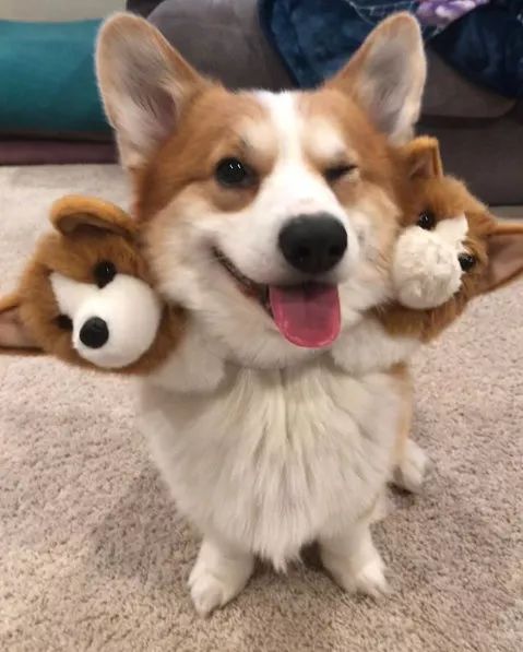 被这只地狱三头恶犬给萌晕了