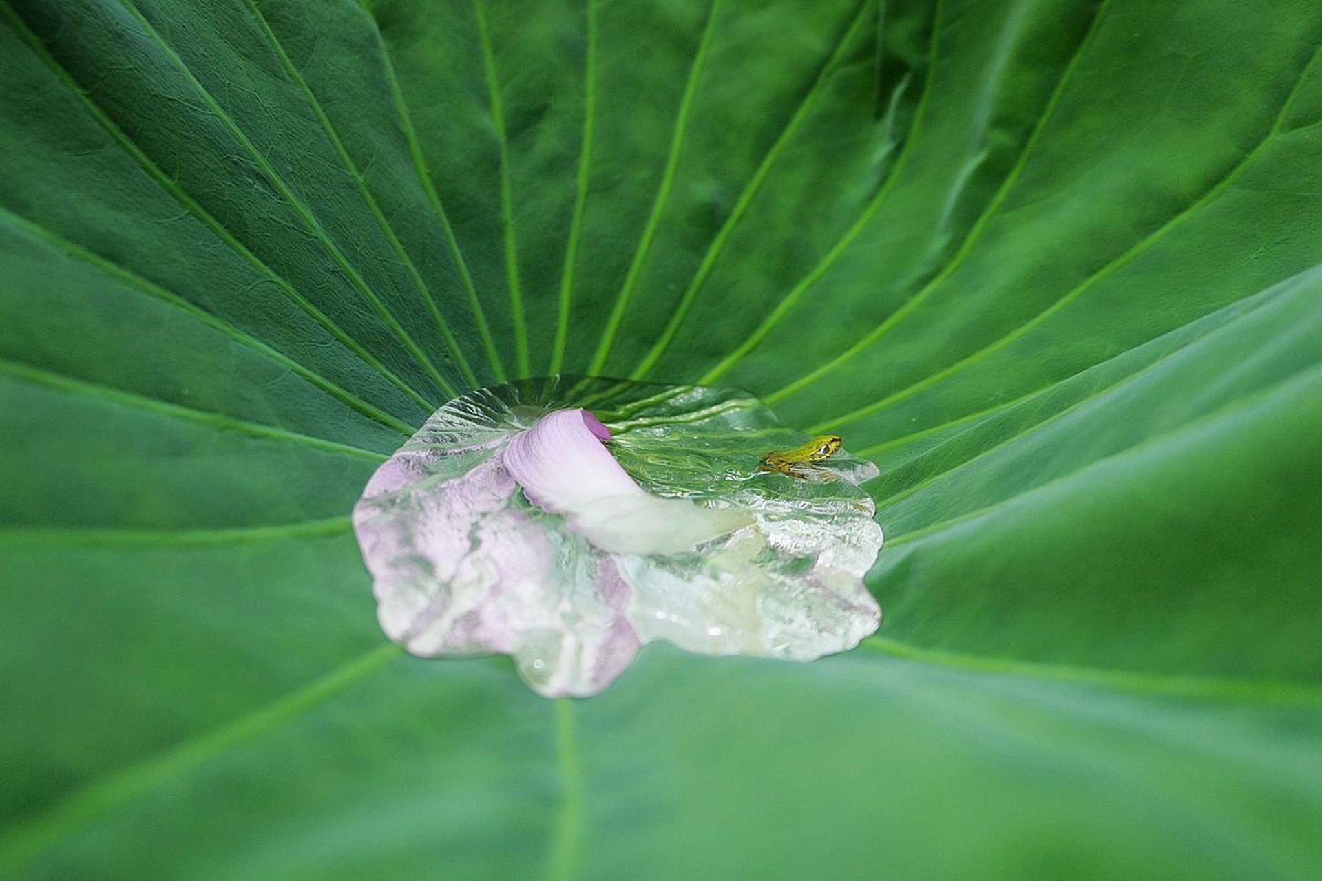 秋日生活创作季# 亲爱的朋友们,今天我想和大家分享一些有关荷叶的