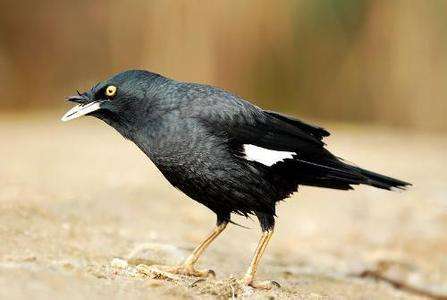 古人驯养动物的由来和原因,麻雀为什么没人驯养?