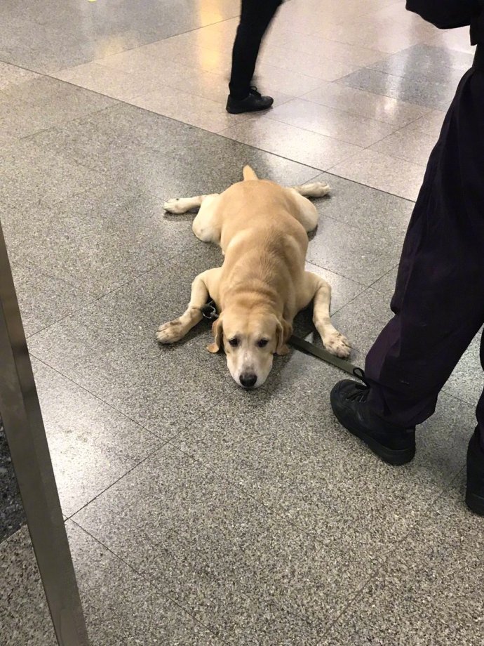 地铁遇到警犬睡眼朦胧,瘫在地上萌翻了,汪:大冷天的上班太累了