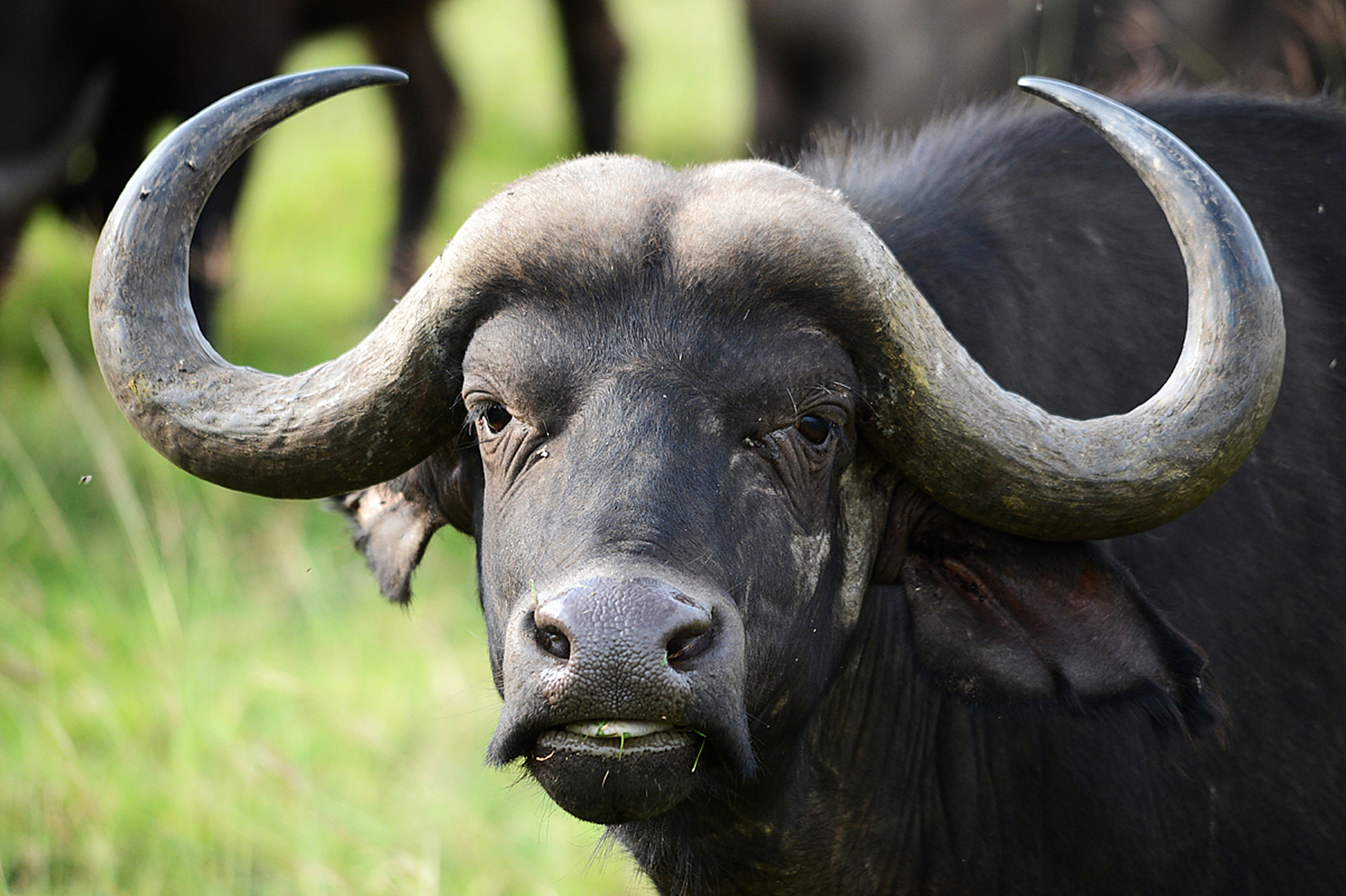 bison)是北美洲体型最大的哺乳动物之一,也是世界上最大的野牛之一