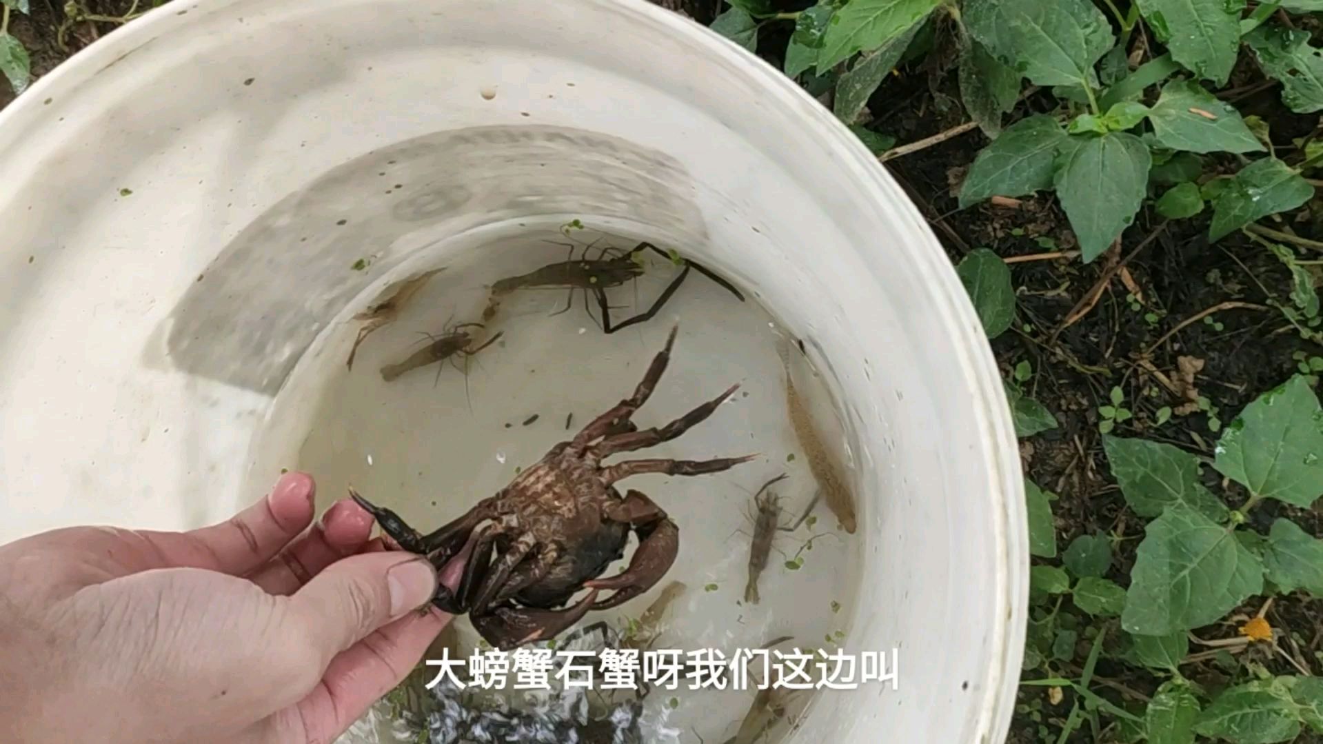 一大早收地笼抓了两只大石蟹跟河虾,还有几条黄黝鱼
