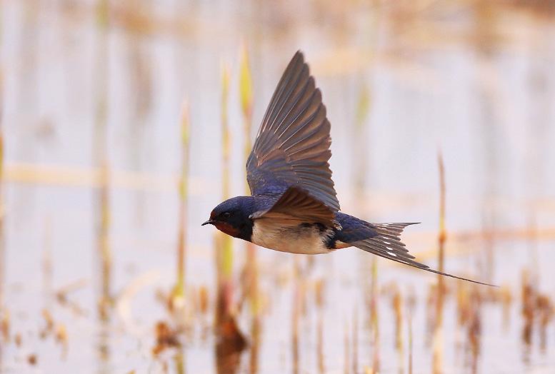 燕子飞往南方过冬,那南方具体指的是哪里呢