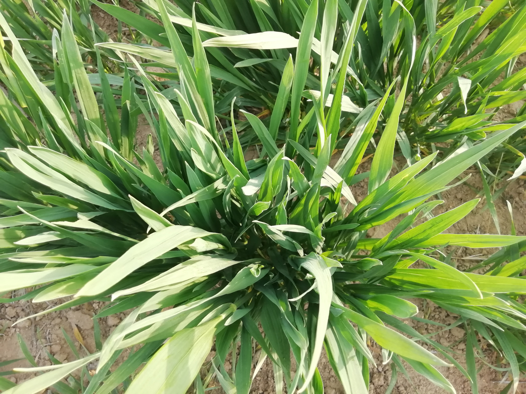 大地回春 百花齐放