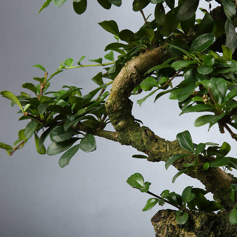 福建茶树盆景用什么土壤好?