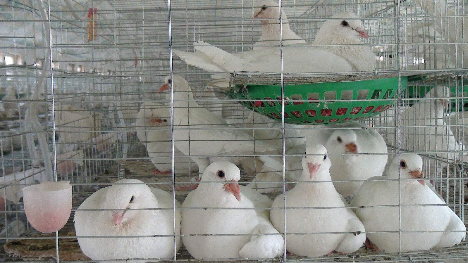 养殖鸽子容易出现的误区,知道了这5点,新手也能养出好鸽子