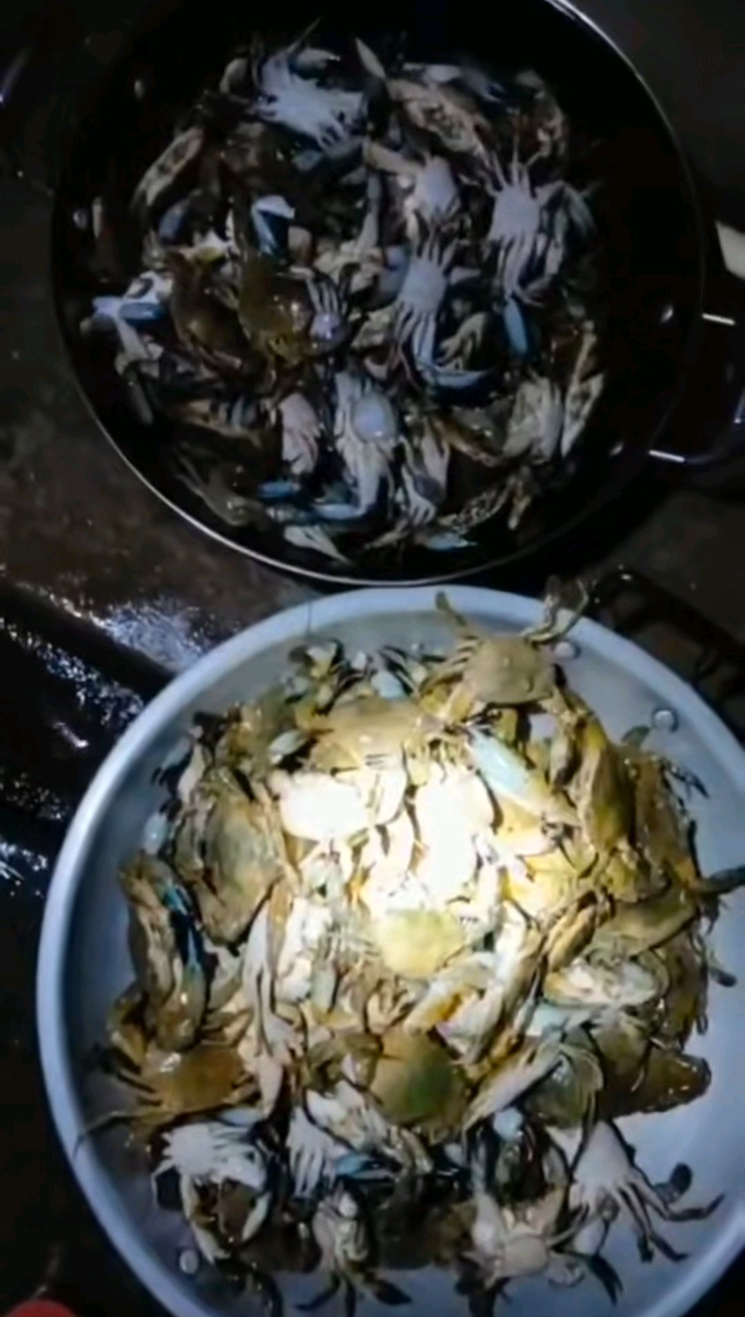 夜里赶海去,收获可不少!