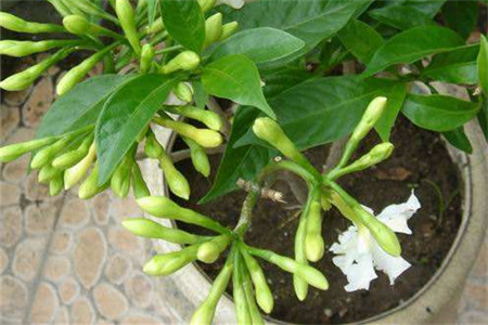 狗牙花如何养殖才会开出美丽的花?