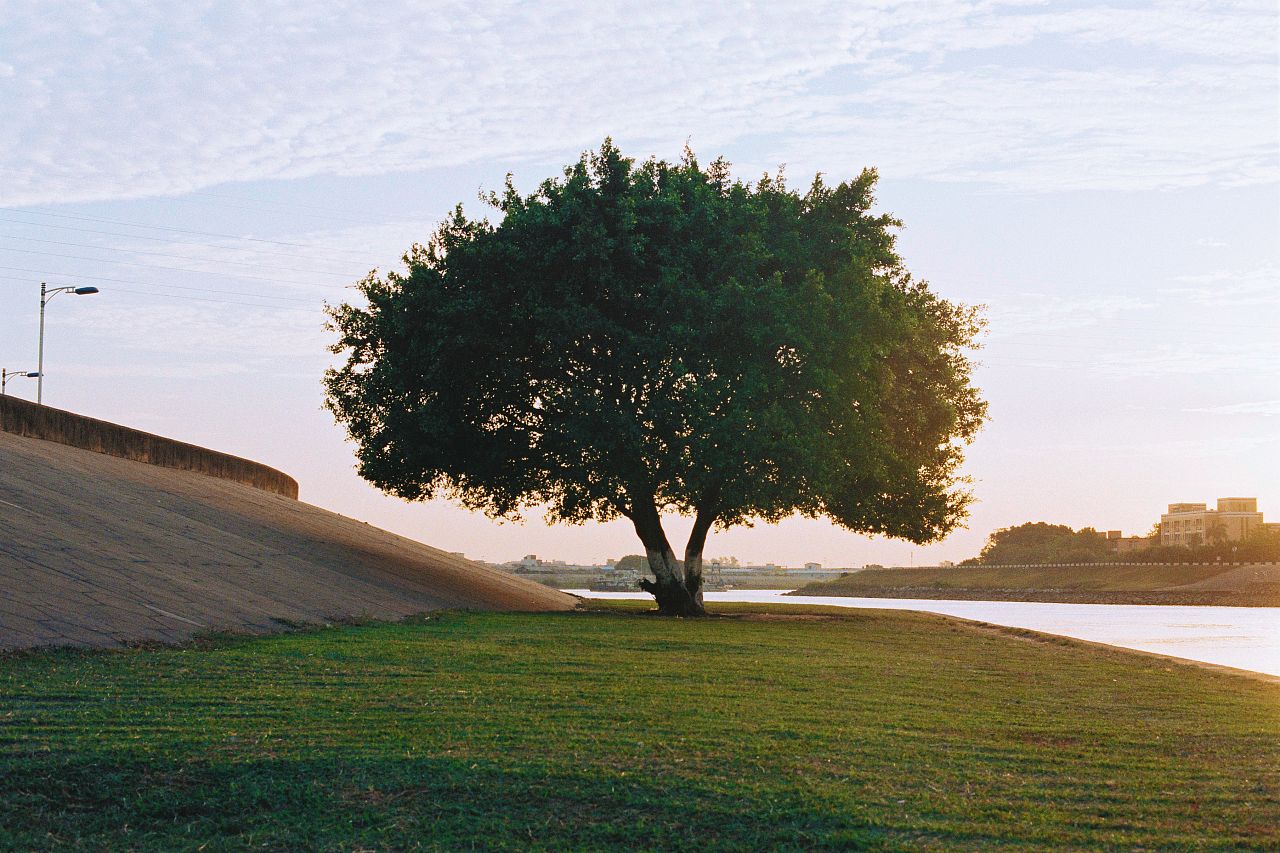 趣味测试:哪棵大树会为你遮风挡雨,测你是父母眼里的骄傲吗?