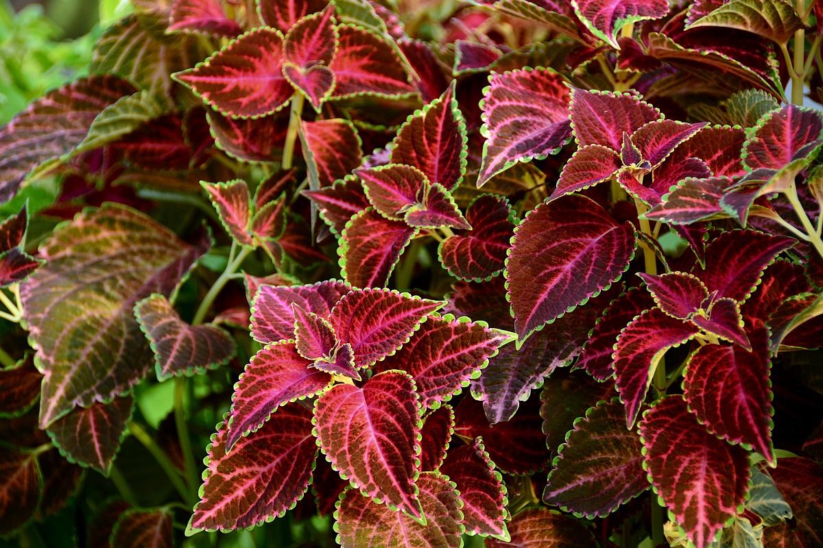 或许是叶色斑斓美如花的彩叶草!