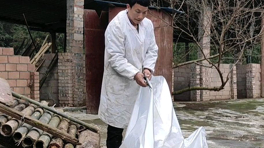 农村养鸡!小伙这样做脱温房,简单实用,这次鸡苗脱温有保障了