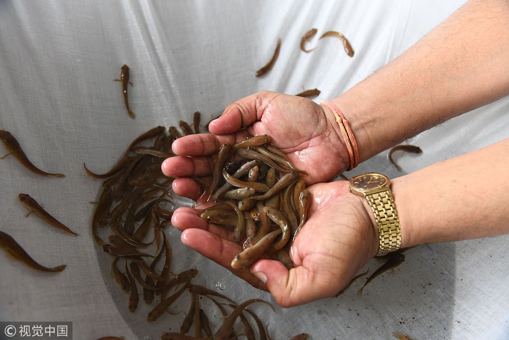 印度奇葩偏方治哮喘 生吞活鱼吓哭小女孩