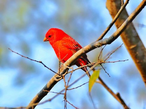 名副其实的"朱雀"——血雀