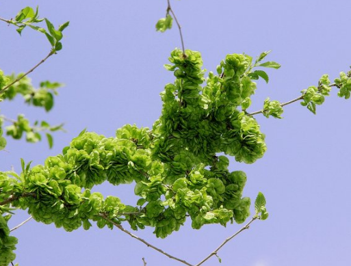 它长得像一个铜钱,老农称它"榆钱",鲜货卖8块一斤!