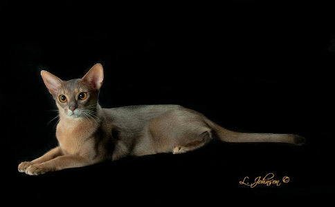 埃及法老守护神的原型动物——阿比西尼亚猫