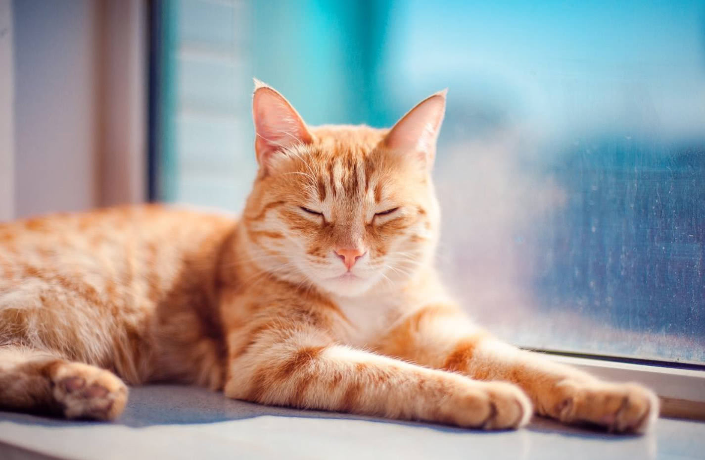 以为猫趴在窗边是在等你回家?喵星人:想太多了,朕只是在看风景