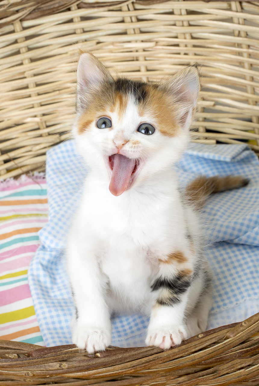 小猫咪的调皮捣蛋往往让人心生厌烦,但实际上,它们的行为都是出于本能