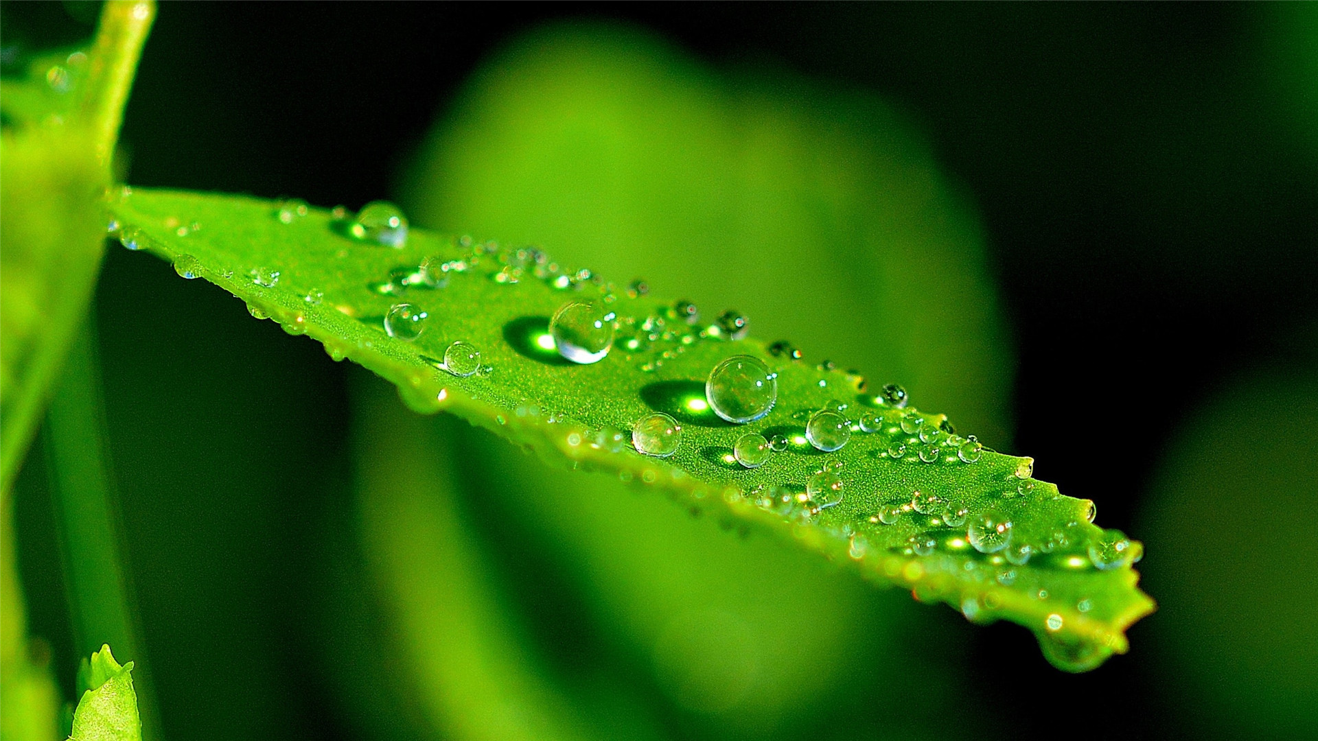情话闲聊,一个人的世界,也能拥有幸福!