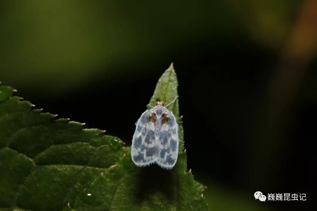 【虫研捷报】云南发现2个菱蜡蝉新种