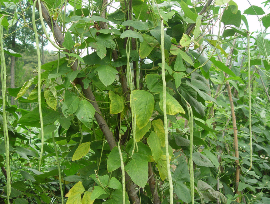 豆角旺长影响结果量,这些方面要多加注意,管理好才能更好结果实
