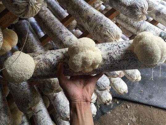 市场买了根菌棒,没几天长出鲜嫩蘑菇,营养价值高口感又好