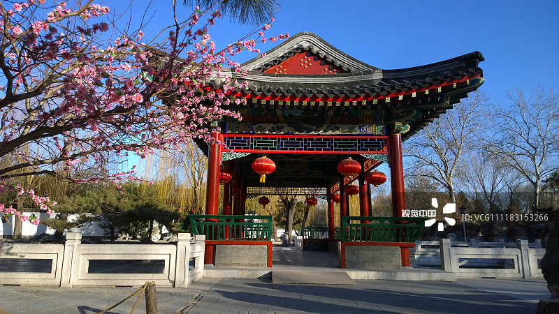 时至数九寒冬,北京大观园里枝头"鲜花"绽放,为这座古典园林增添了春意